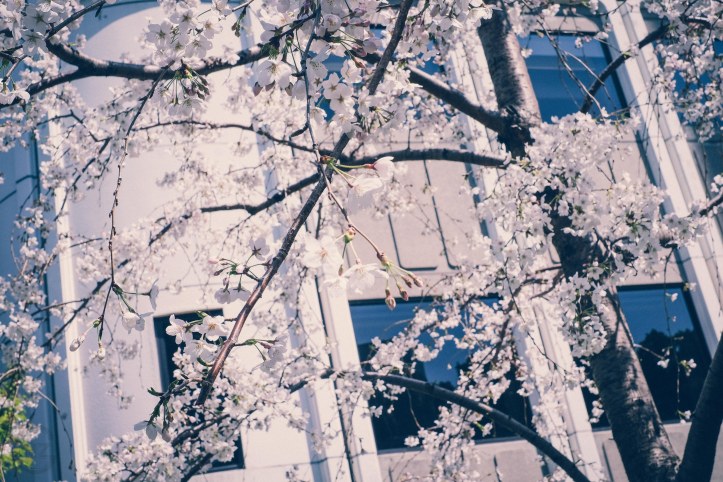 Sakura Cherry Blossoms Tokyo Japan Kirschblüten